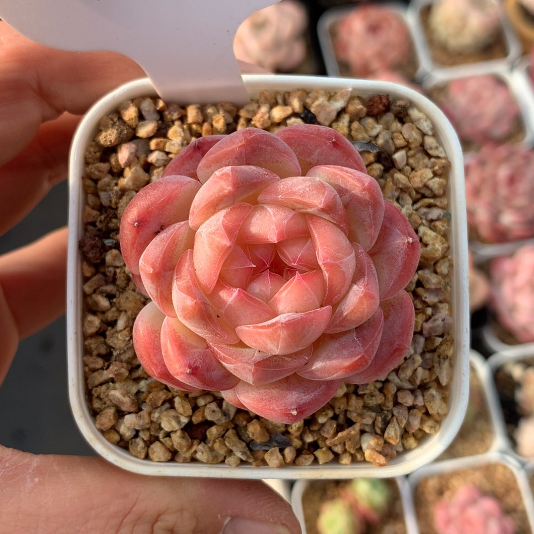 油透暗纹美心单头4395