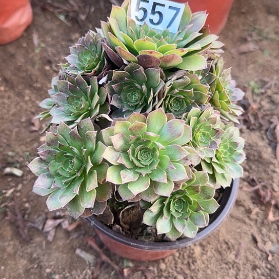 无花朵红魔557号不包断枝