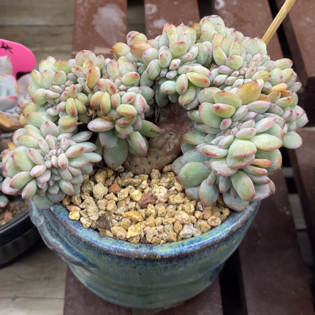 小圆脸星影缀化小树