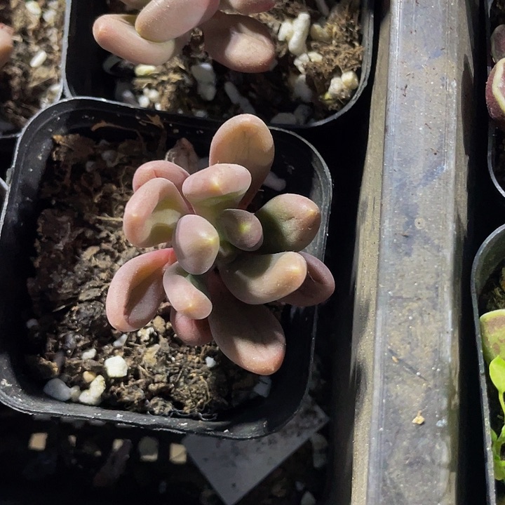 芒果奶2.8带盆土