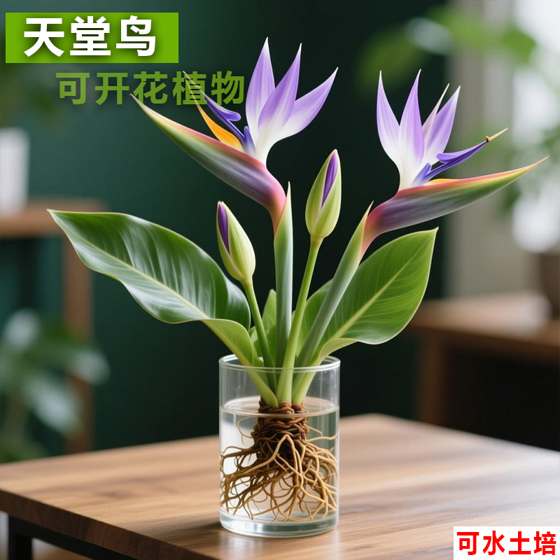 紫白天堂鸟盆栽水培花卉办公室室内水培花卉盆栽好养绿植庭院阳台