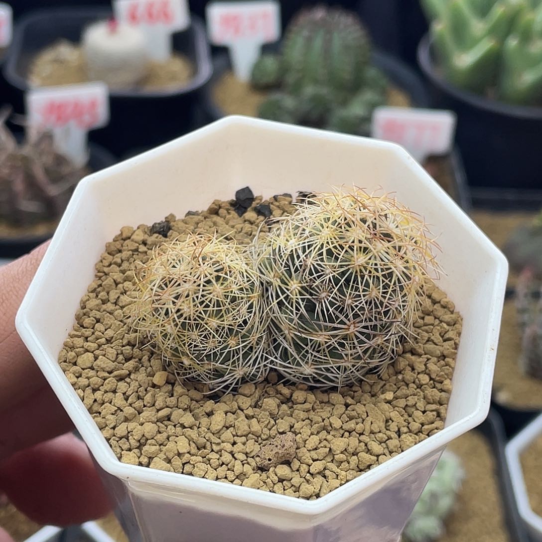 实生双头顶花球属海胆丸 仙人球