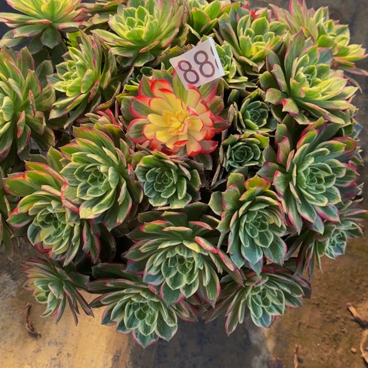 00000000888万花筒