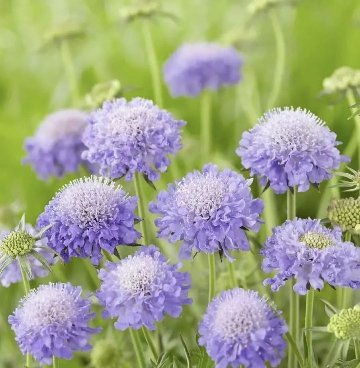 蓝盆花盆栽蓝蝶多年生阳台庭院花卉耐寒四季开花 植物好养带花发
