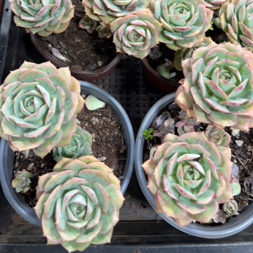 【克罗地亚 任意两单包邮包邮】阳台办公室庭院老桩盆栽多肉植物