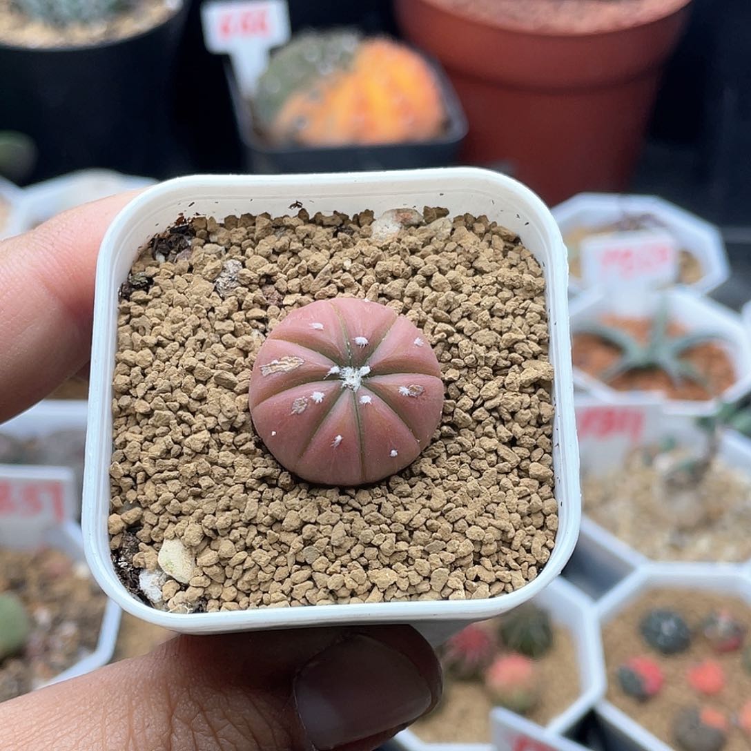 实生橙色南瓜兜 微瑕仙人球