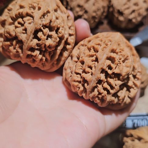 文玩核桃吊坠49粗筋