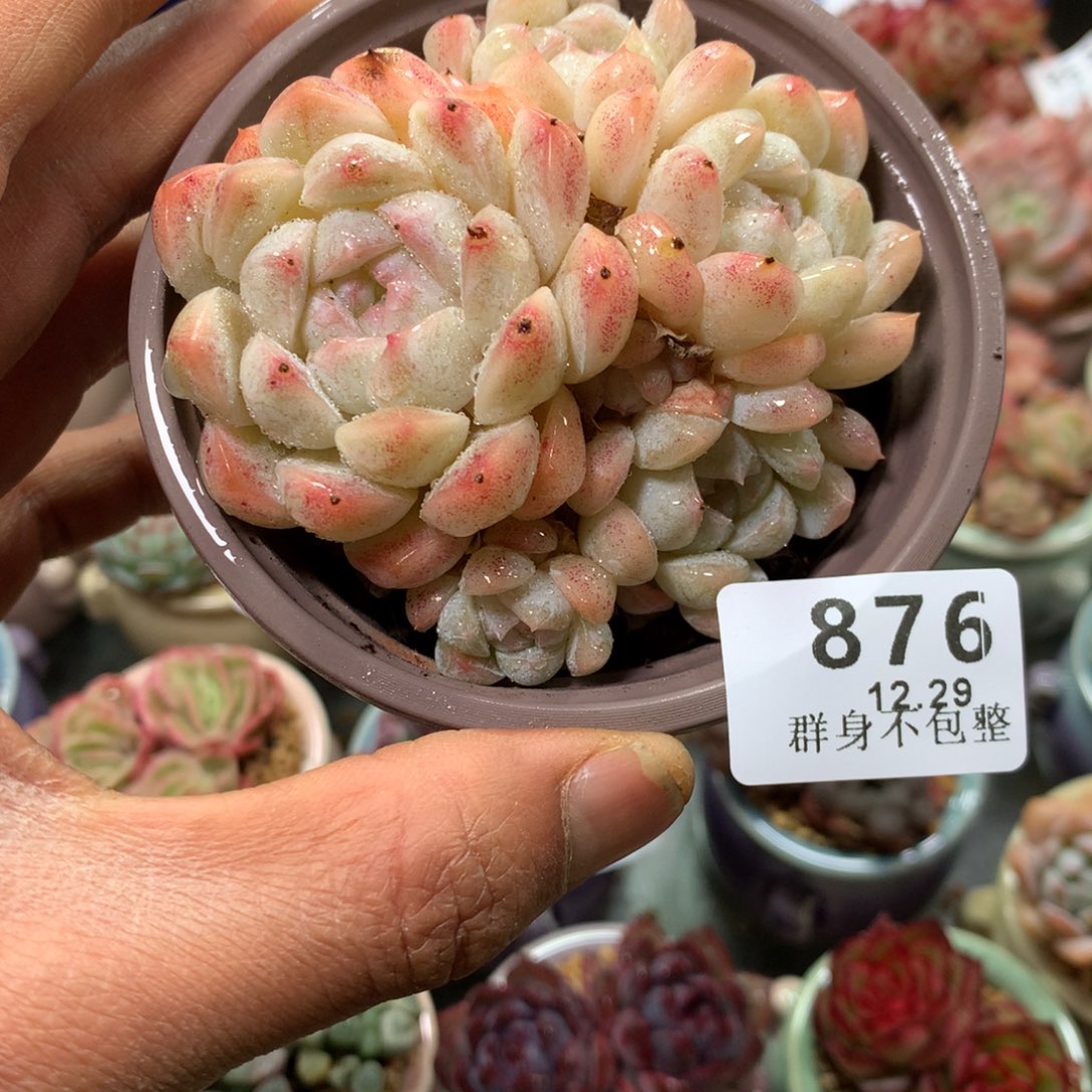 精控拇指盆12.29876