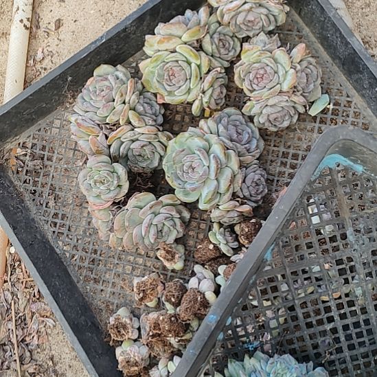 蓝天白云福利不售后