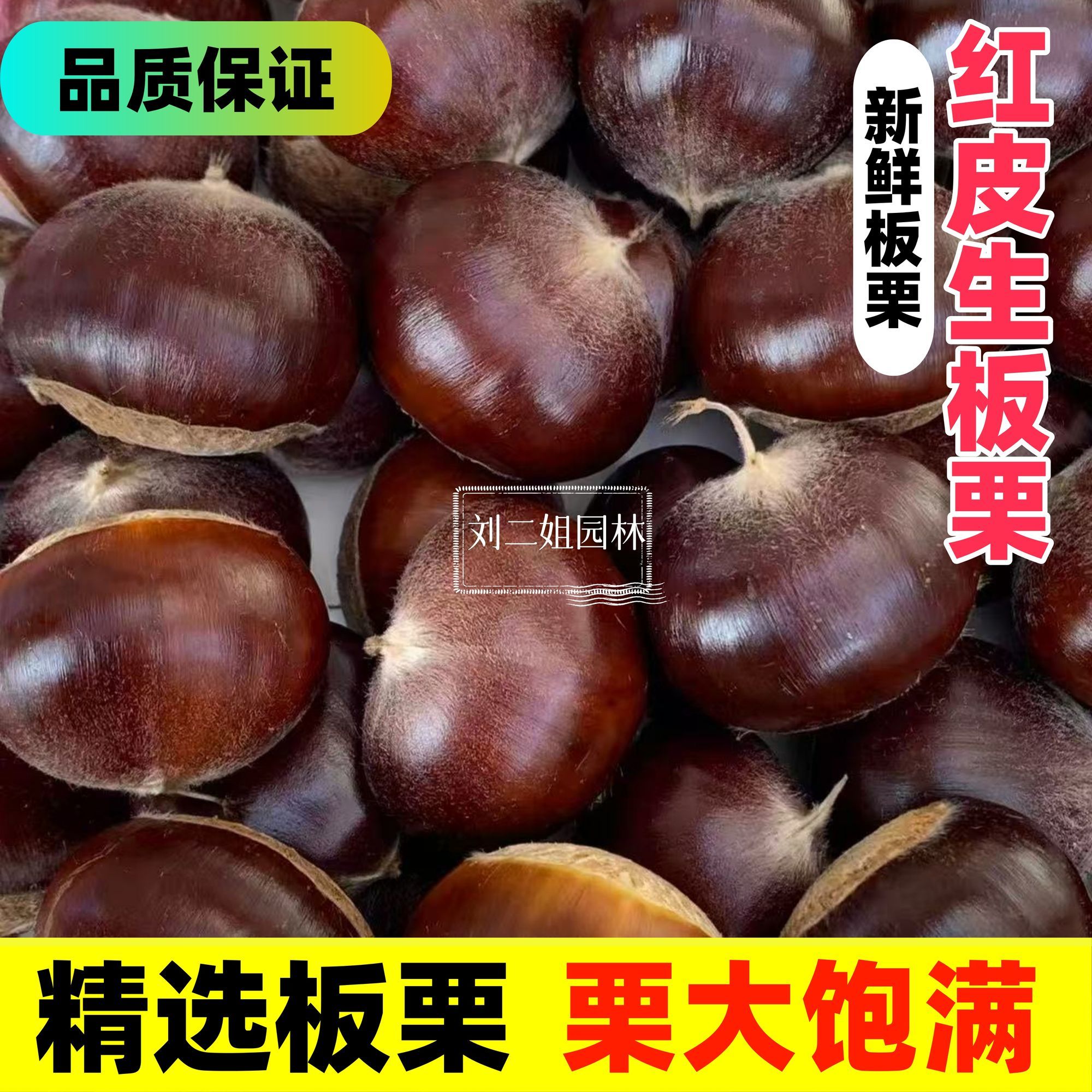 中秋优惠新鲜板栗现摘板栗正宗农家栗子当季新货百年老树板栗