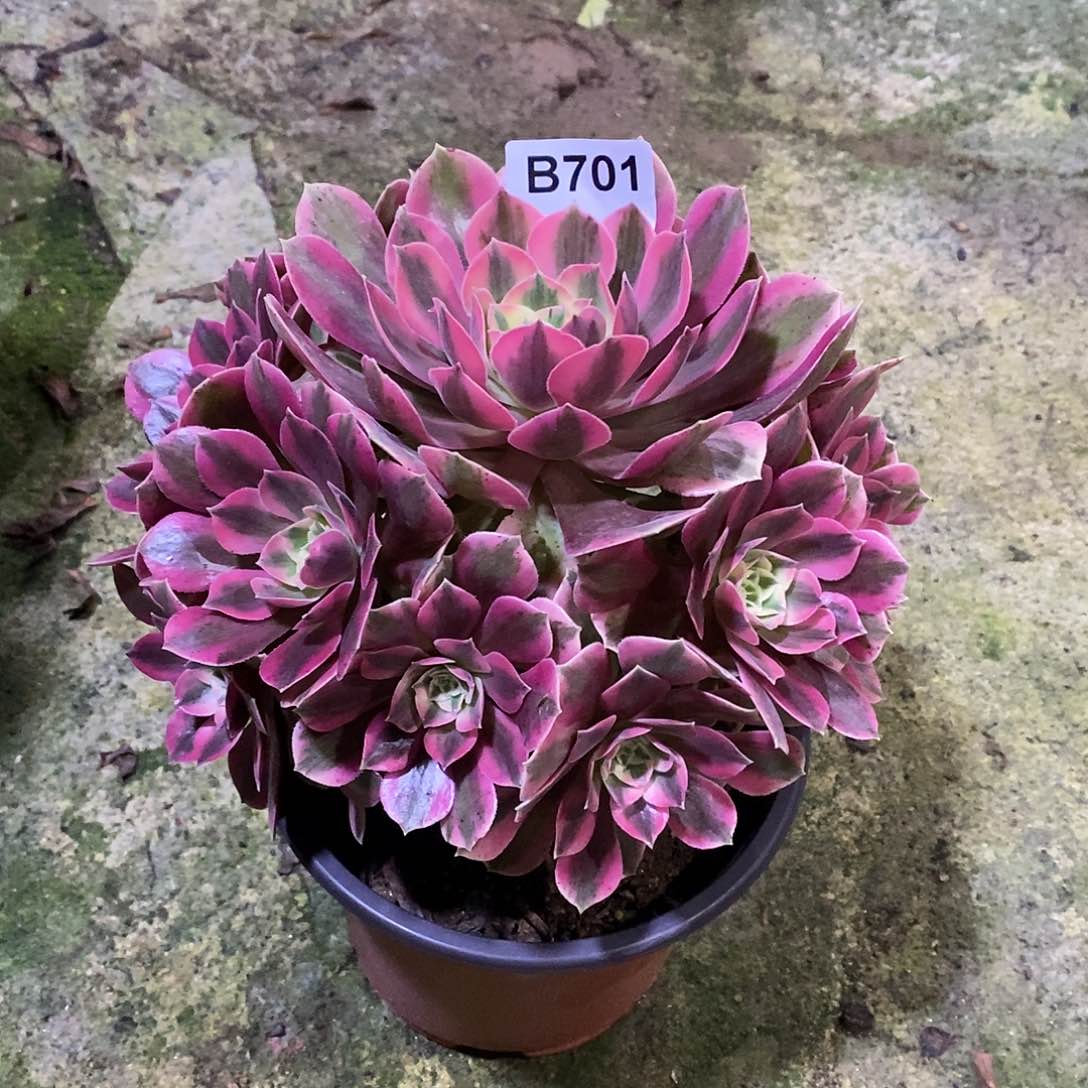 女妖多肉植物701