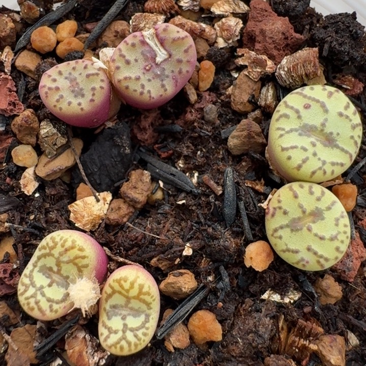 3555带盆发货888888 0