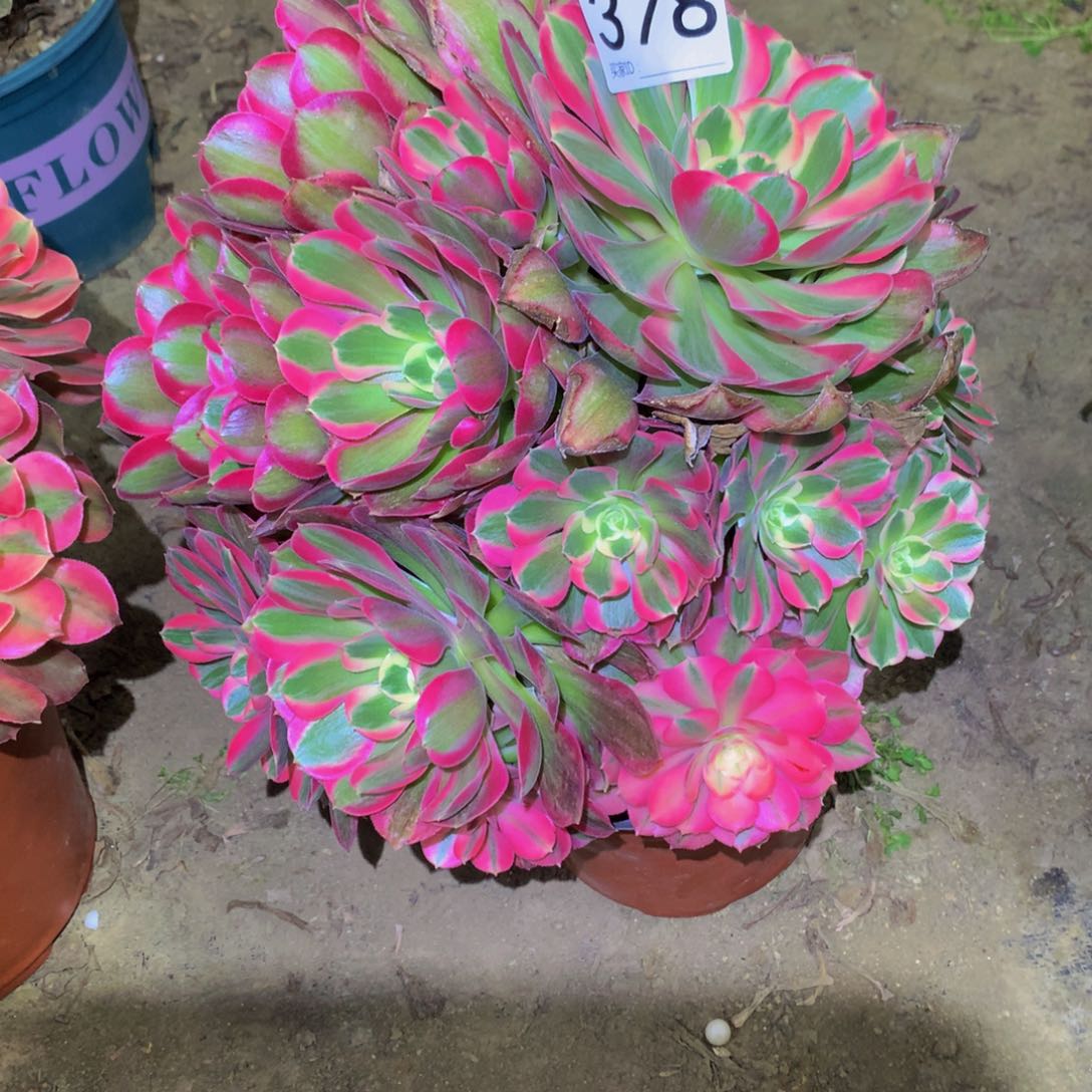 法师多肉植物370