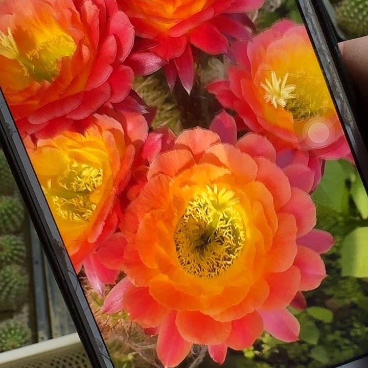 大满贯侧芽5公分毛花柱