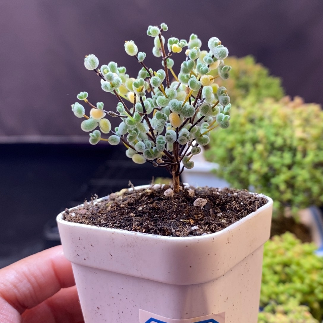 无花朵18号实生莱斯