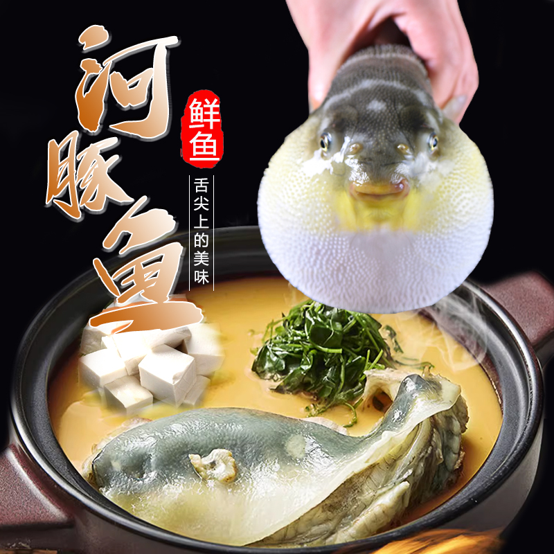 150g~250g/条河豚鱼鲜活处理北京同城新鲜闪送到您家