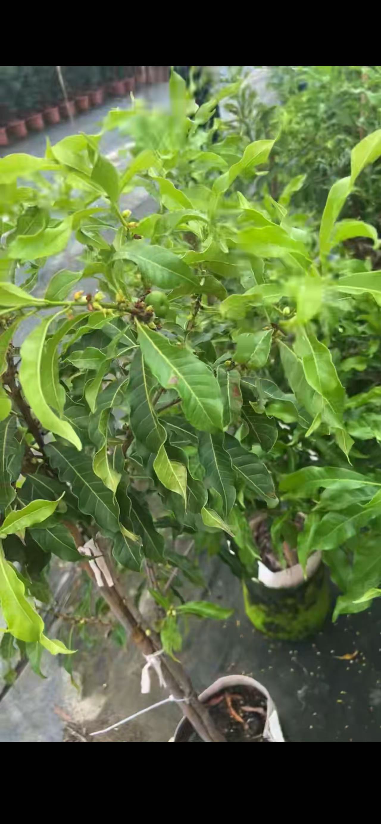 精品绿植一物一拍