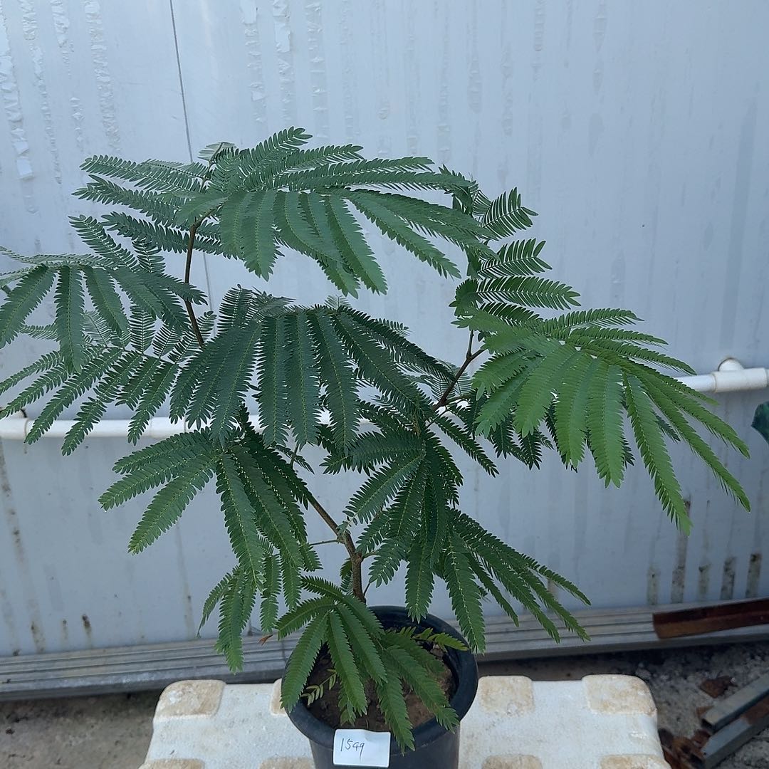 完全开放密叶猴耳环