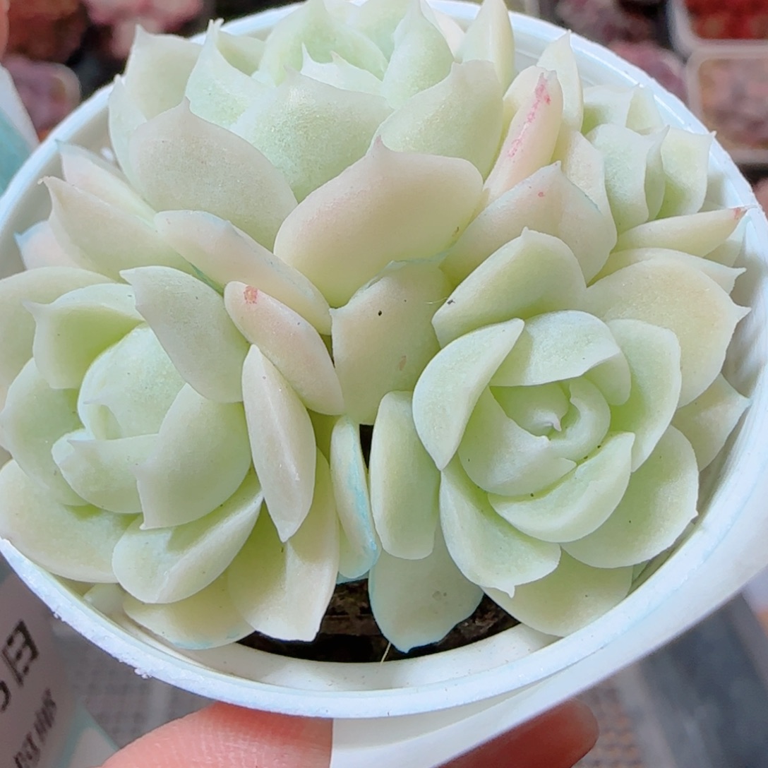 ₍***星花语多肉1205-204纯玉