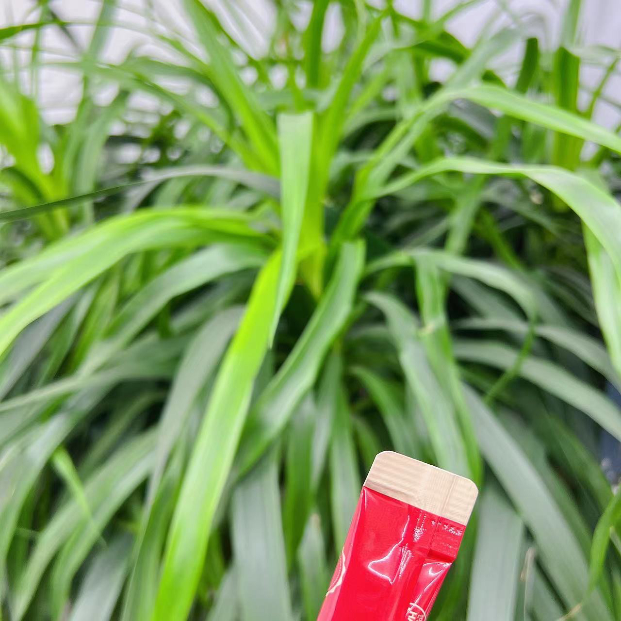 【等了好久终于等到今天！】浓缩的红参 满满的都是 森森精华饮料