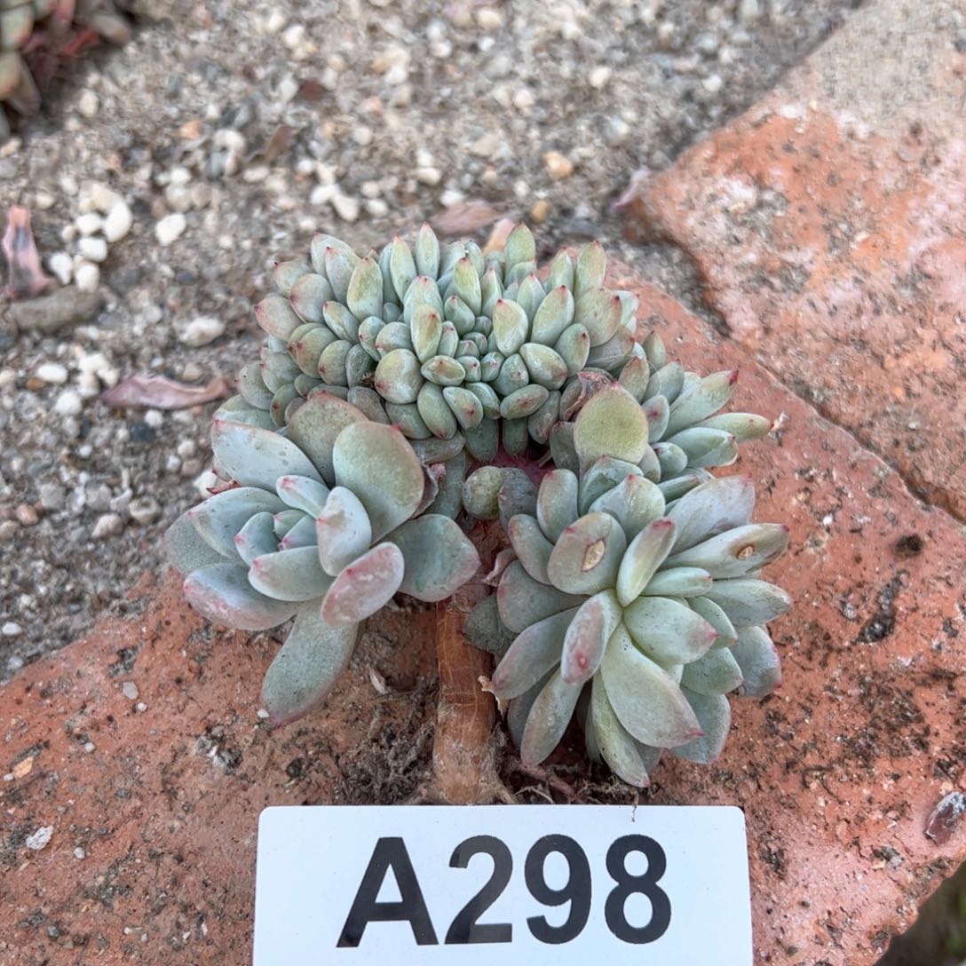 冯*梅298 多肉多肉多肉多肉