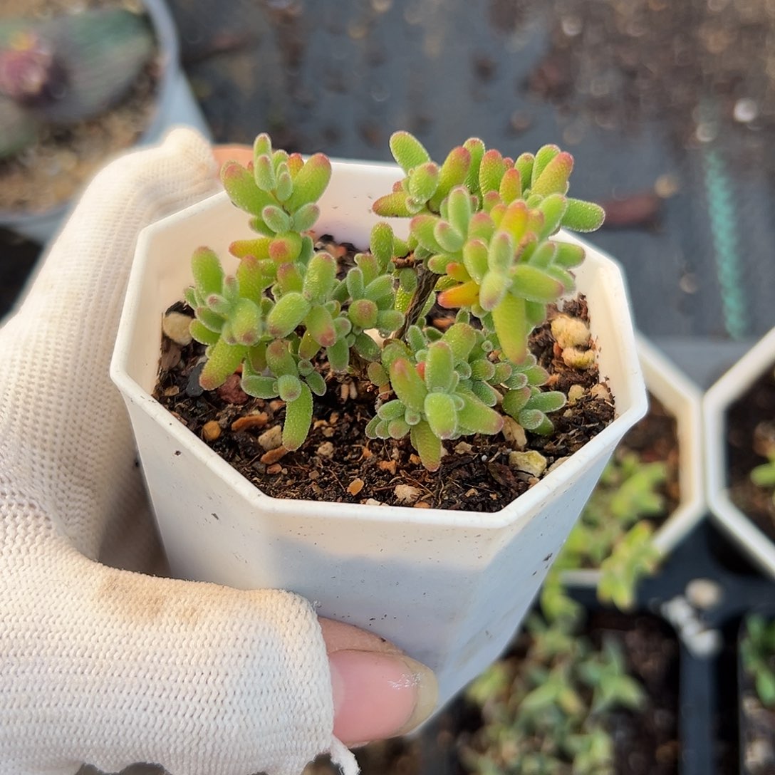 就杜呃呃呃呃呃呃呃呃呃