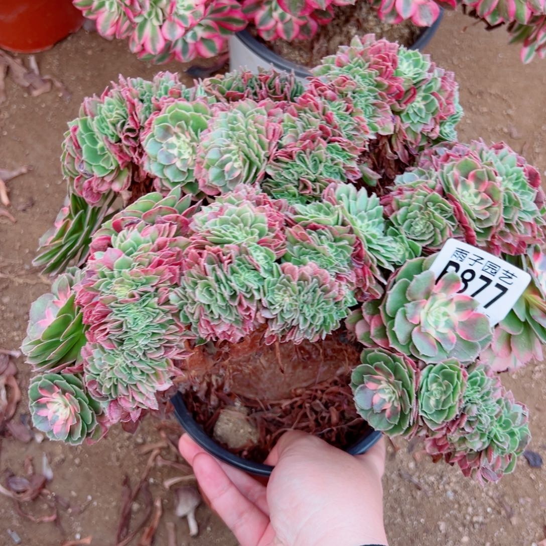 荔枝缀化多肉植物877号