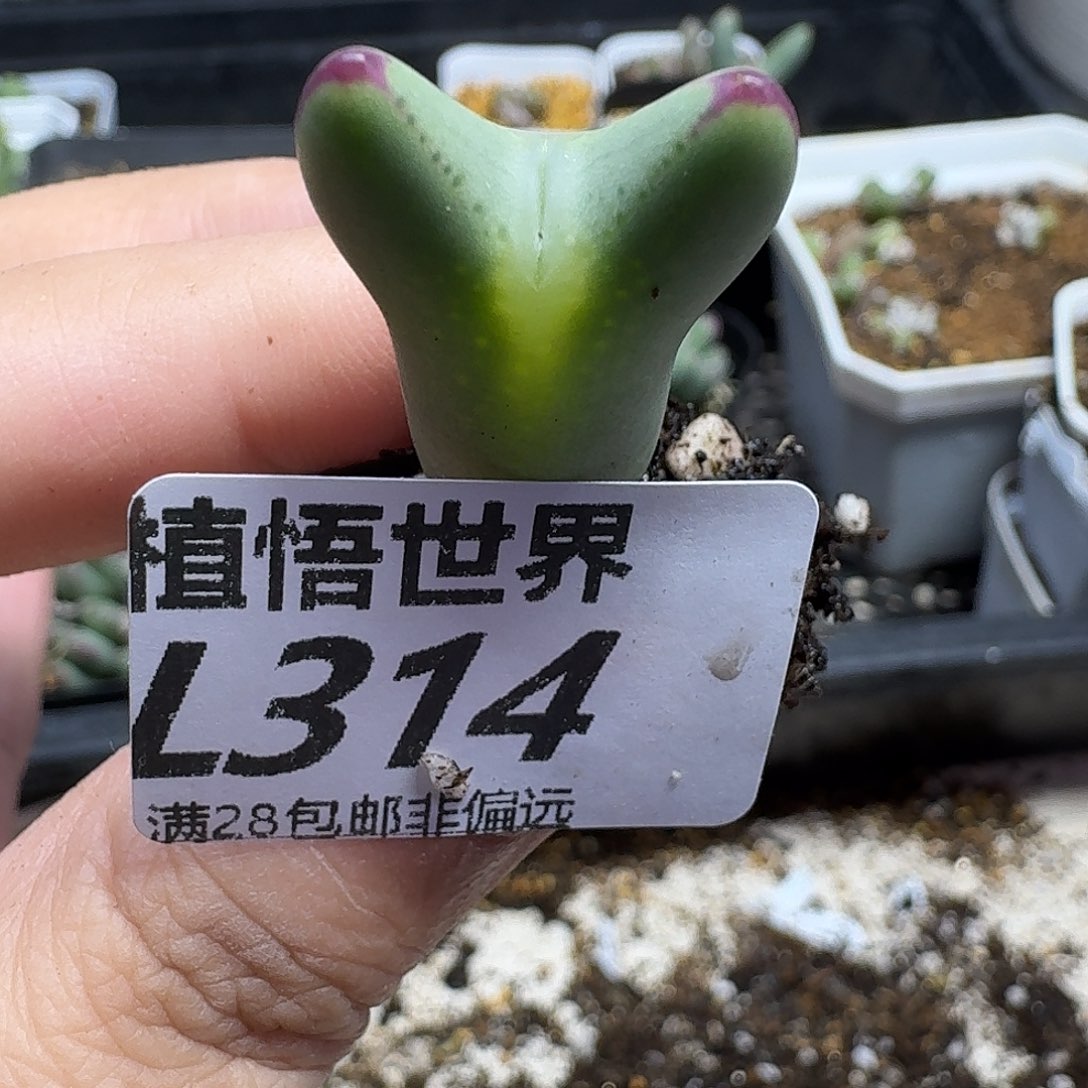 多肉植物的人生fhbn