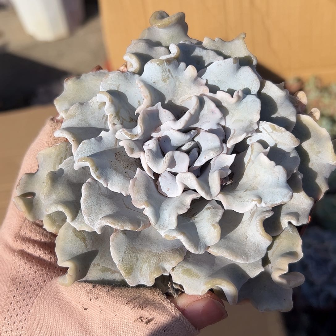 多肉植物白饺子皮