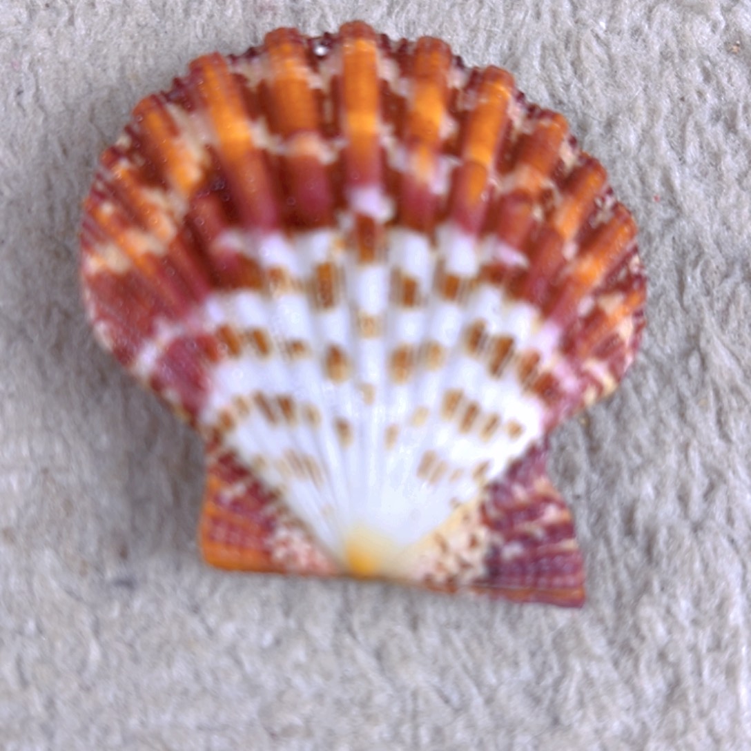 大理石磁石吾***灰天然贝壳海螺批发零售