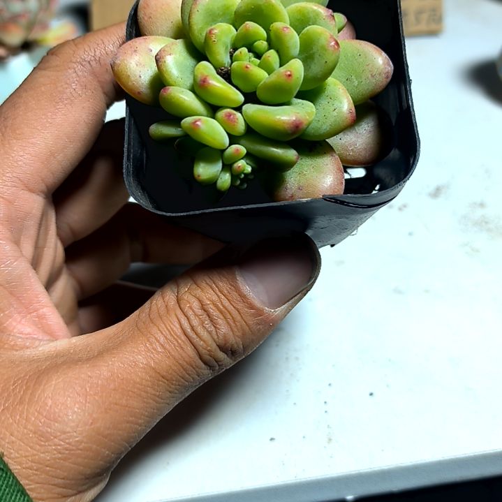 满6元包邮，香格里拉一颗方盆