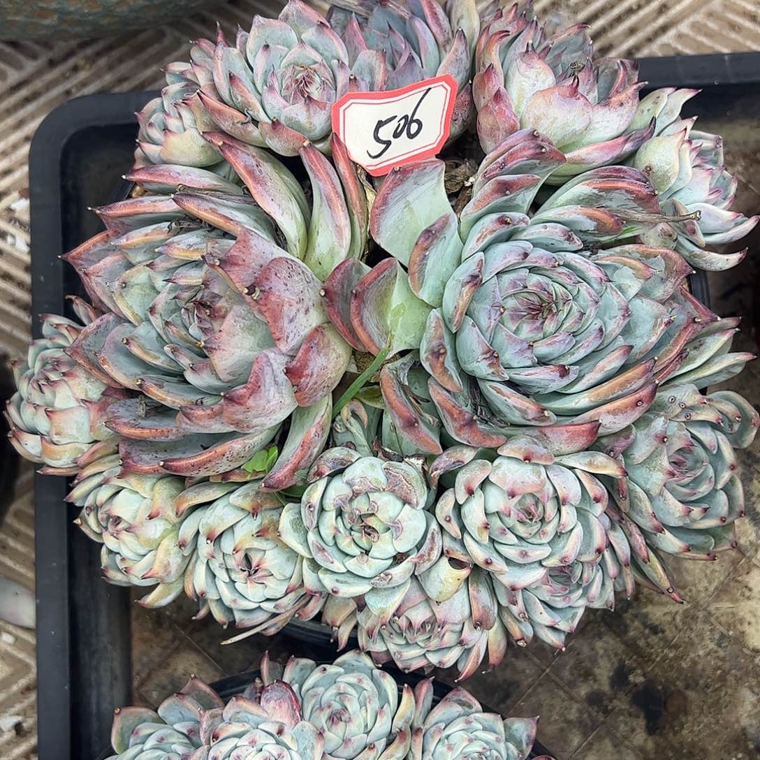 506号吉娃娃，一物一拍