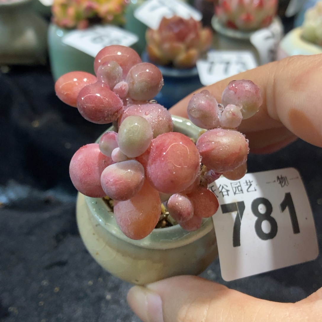 781糖果腰子蛋带盆土