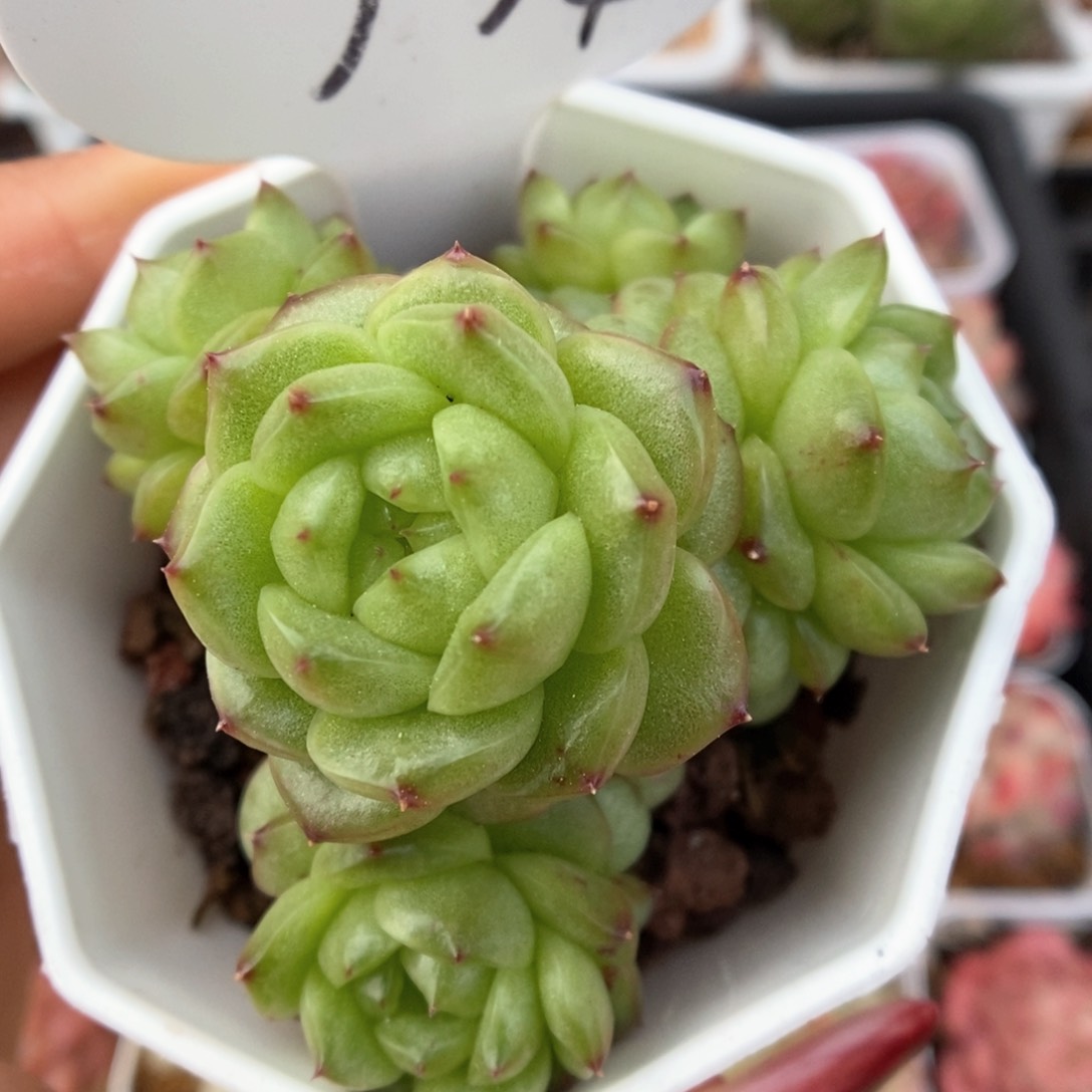 灯泡珍妮群生可拍774号