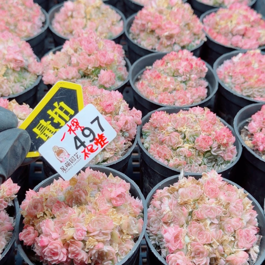 多肉植物多肉植物