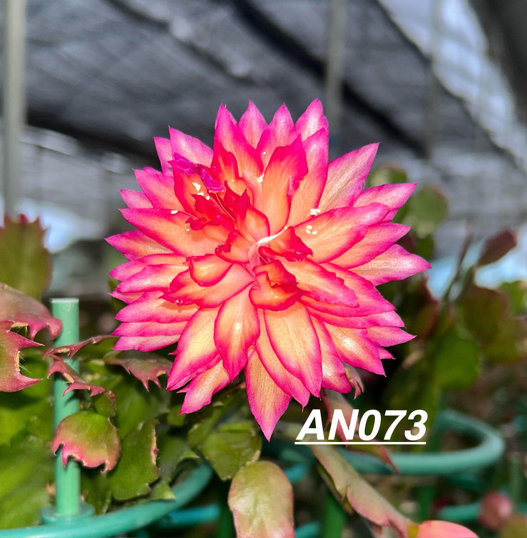 进口重瓣蟹爪兰 嫁接 复色花an073（带花苞）