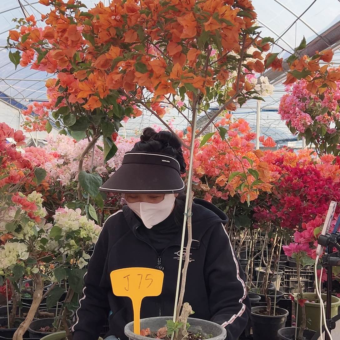 用***我大部分花苞少量开放J75橙桑巴