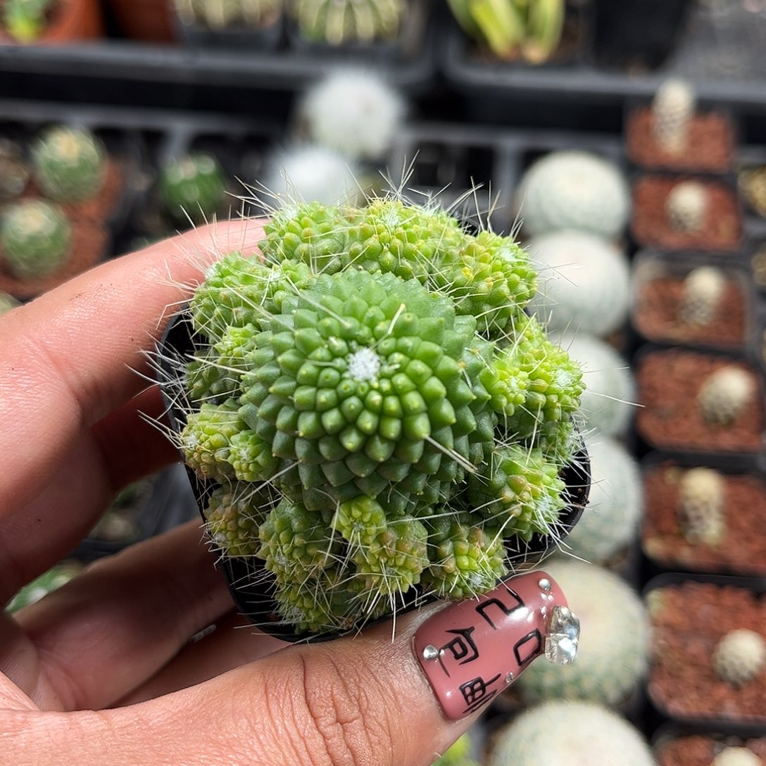 精选无刺白珠单头发货
