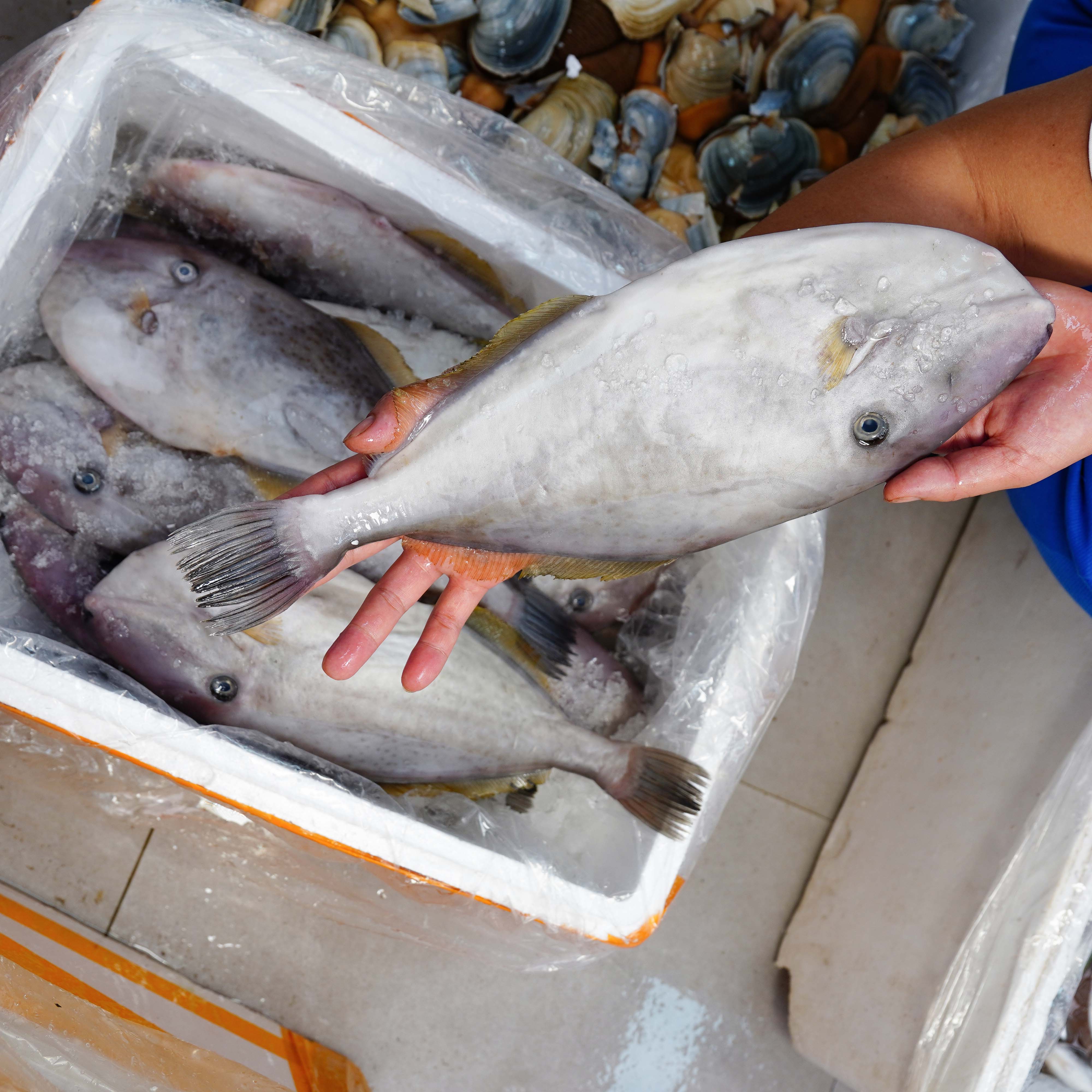 海捕野生“特婆”优质海鲜水产品【顺丰新鲜包邮】