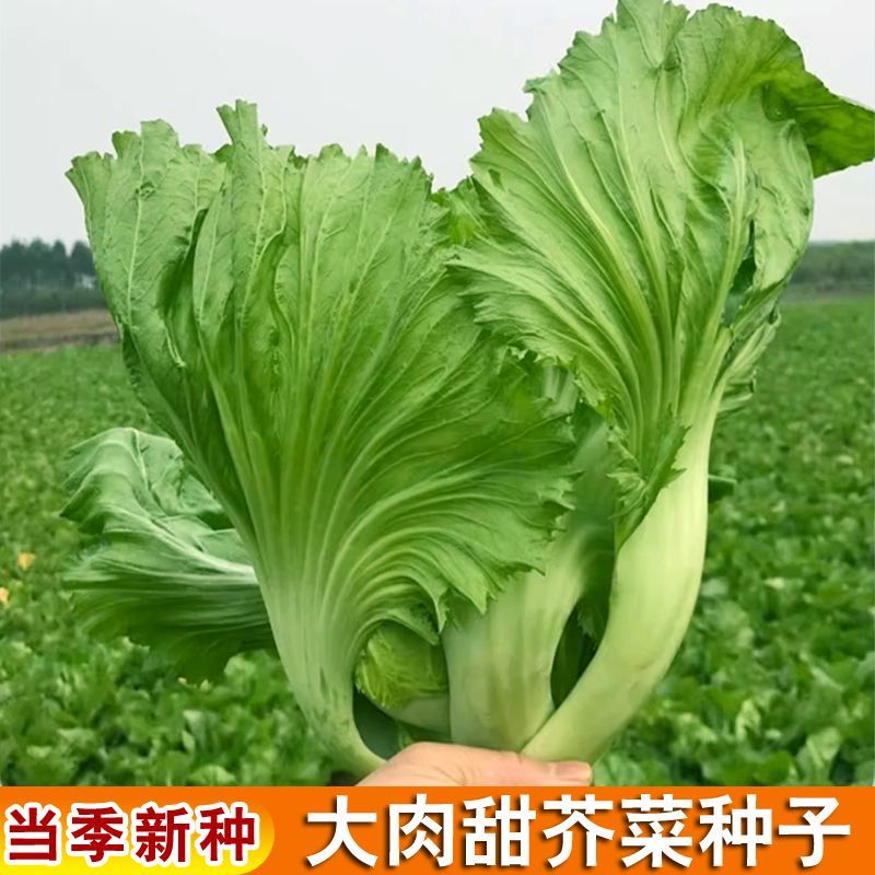 包心芥菜种籽大叶脆嫩清香种孑腌制酸菜泡菜春秋季四季蔬菜种子