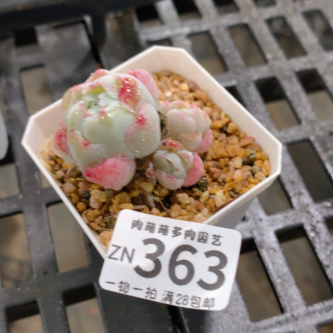 肉萌萌拇指盆精控多肉ZN363