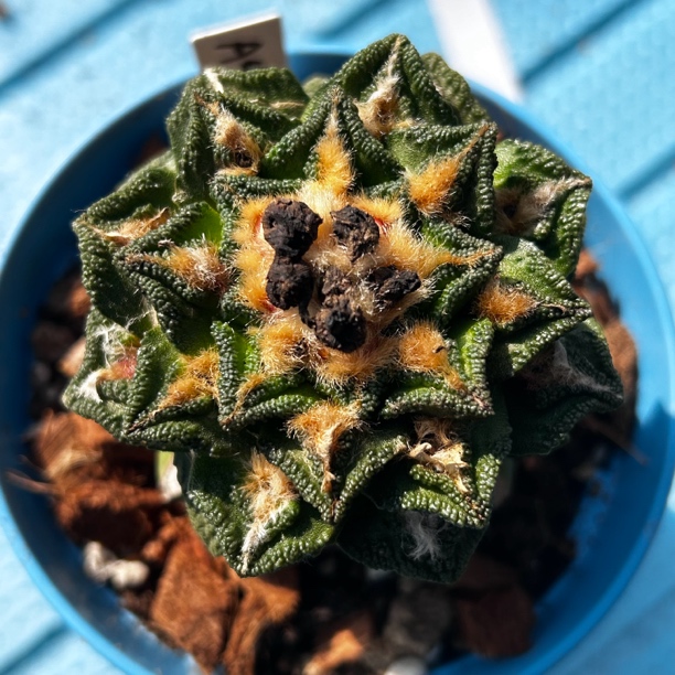 园艺仙人球/牡丹/辛顿/a41