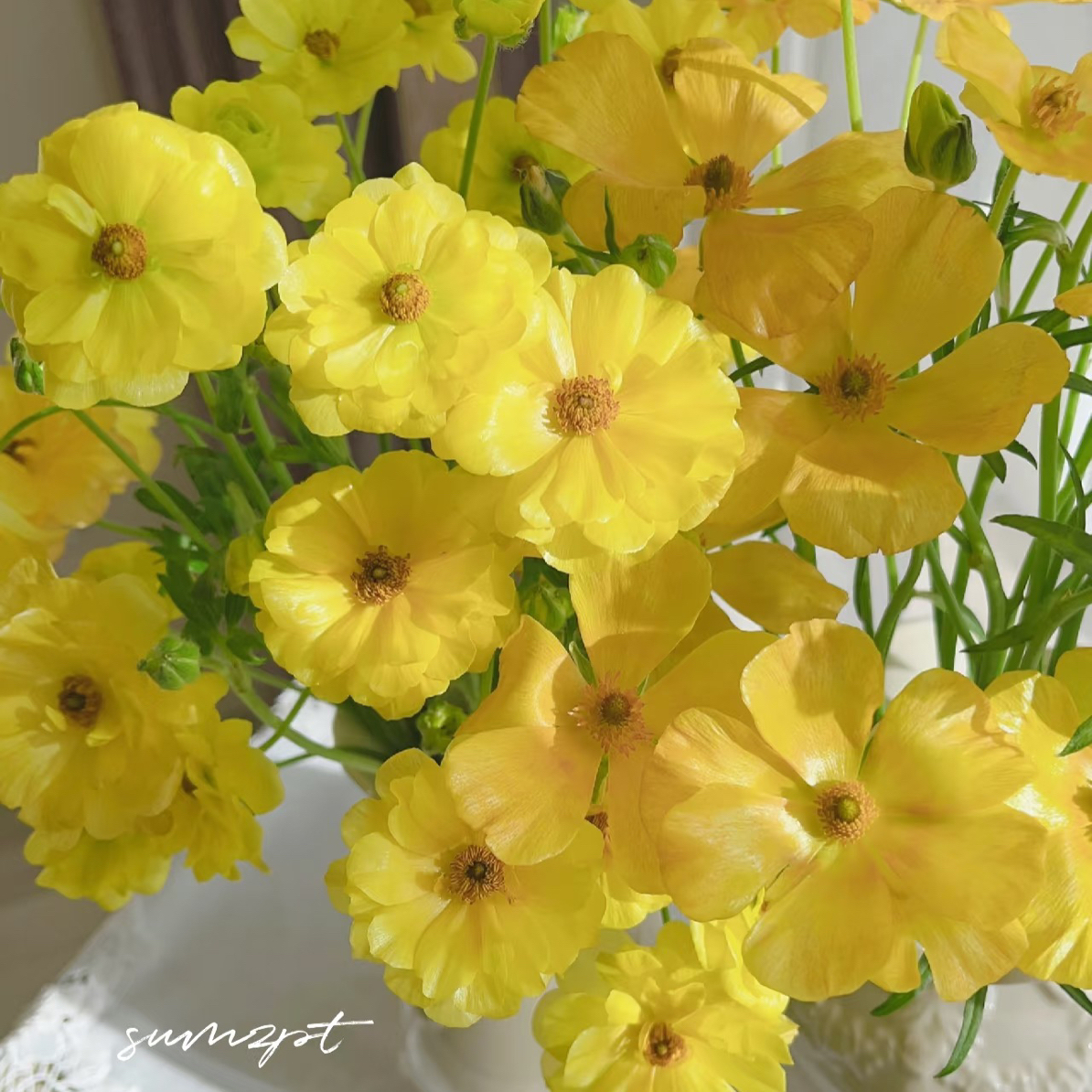 复古橙黄蝴蝶洋牡丹5支！三件顺丰空运20%不售后