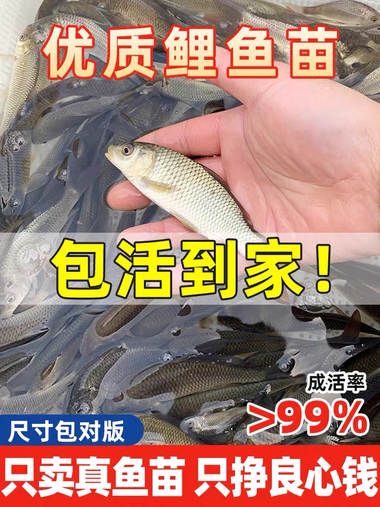 优质鲤鱼苗红尾建鲤满甲鲤鱼淡水养殖可观赏可食用稻田水缸可养