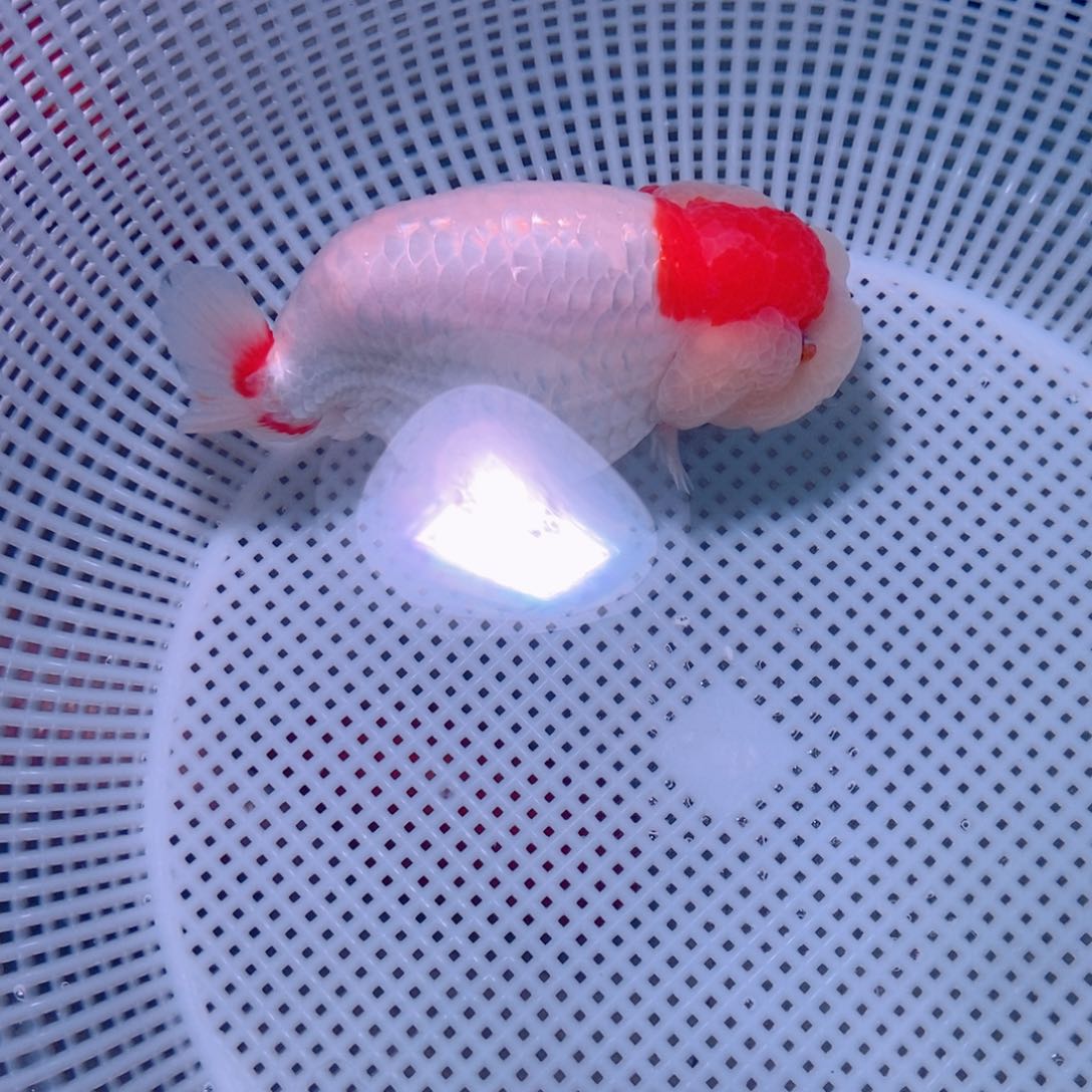 海水鱼不*严兰寿金鱼