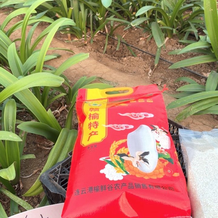 无花朵纯天然胚芽香米红色包装