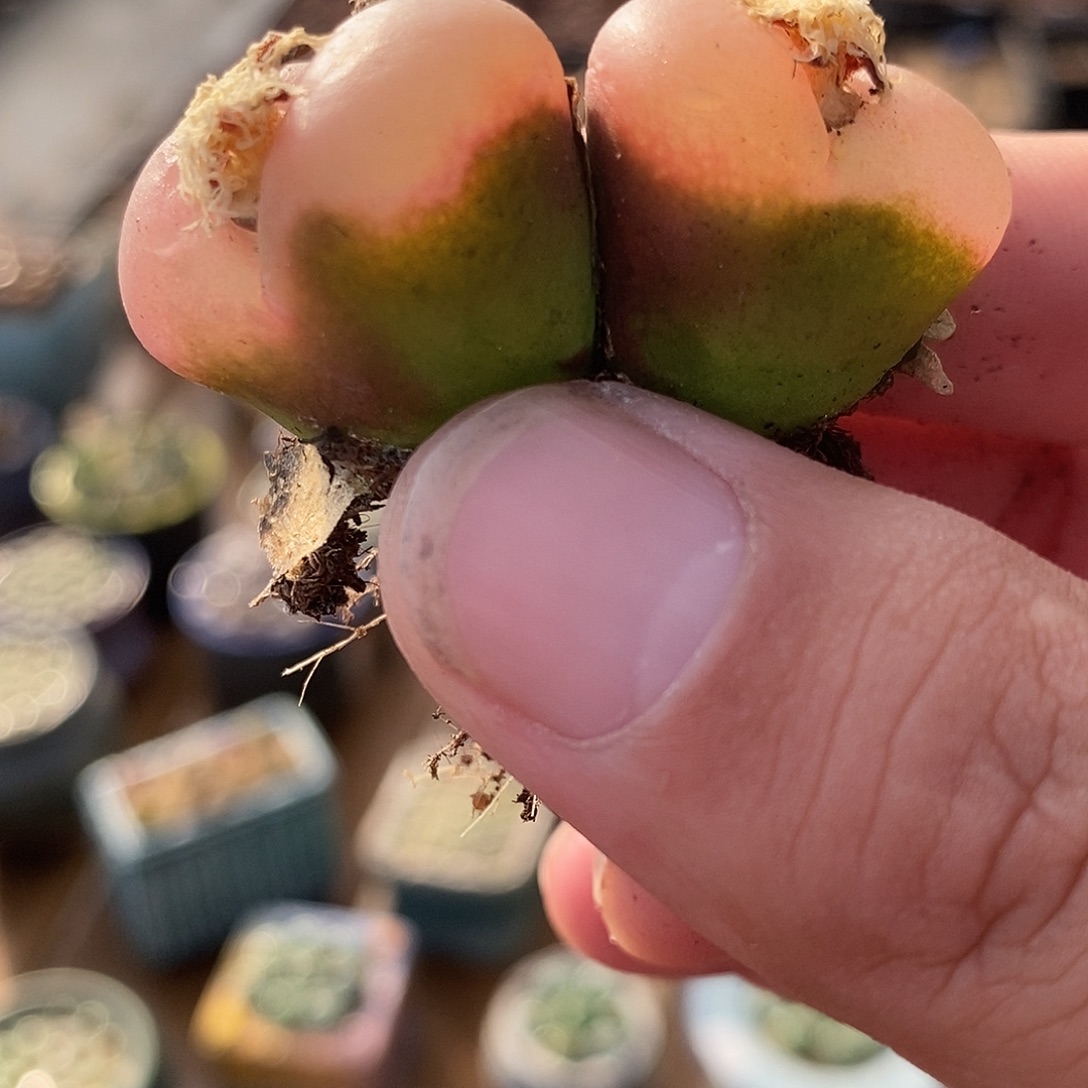 双头冰魄有瑕疵一颗。    