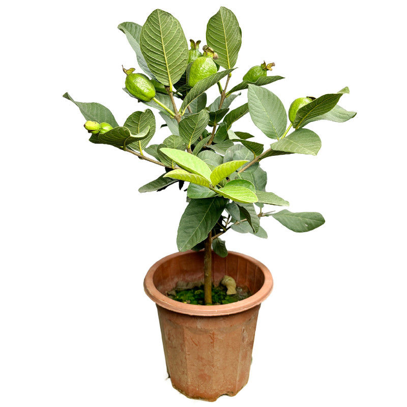 四季结果台湾珍珠番石榴苗红宝石胭脂红帝王芭乐盆栽