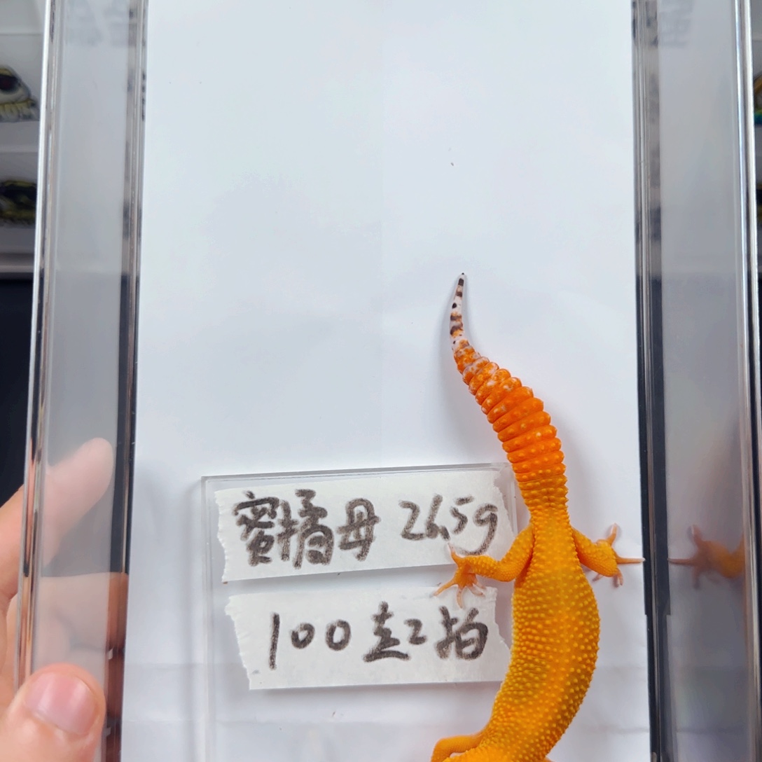 豹纹守宫豹纹守宫