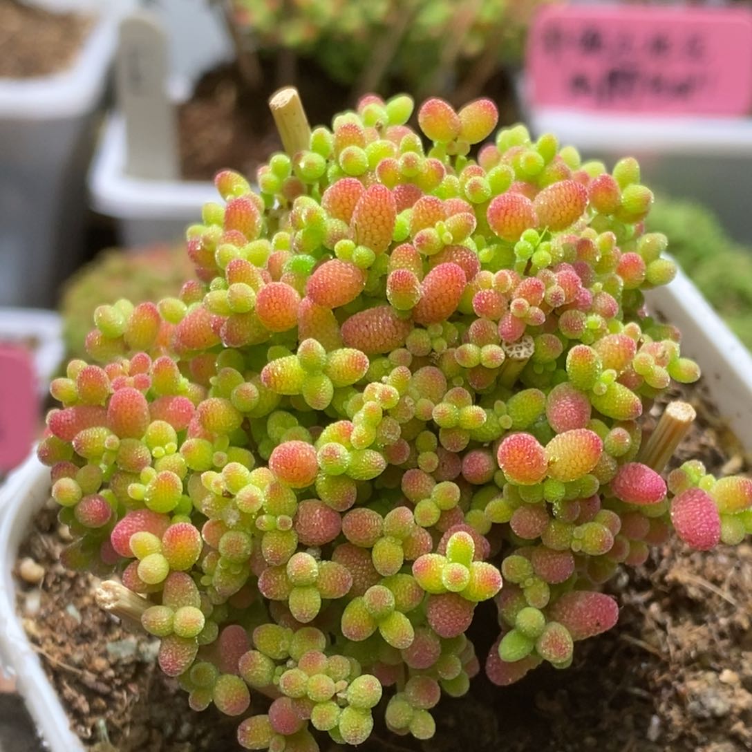 蜜桔糖球枝干番杏A114